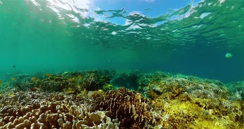 Vibrant Coral Reef with Fish Underwater Scene