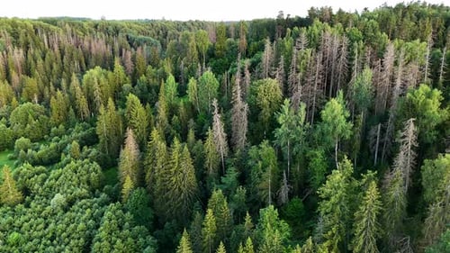 Latvian Forests Destroyed By Spruce Bark Beetles_State Of Emergency_Aerial View