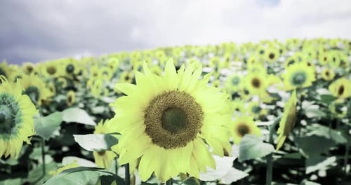 Vibrant Sunflowers Blooming in a Vast Field Under a Cloudy Sky