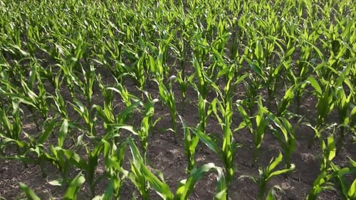 Green Corn Sprouts in Field Maize Plant and Sweetcorn Aerial View
