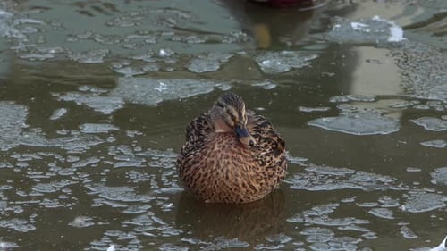 A female Mallard Duck, Anas platyrhynchos, resting in ice covered lake in mid Winter. England. UK