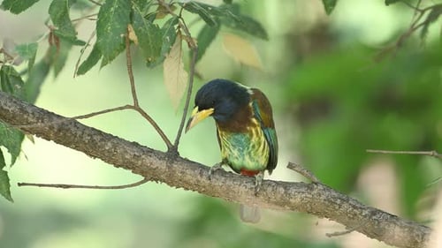 Great barbet , A Vibrant Bird Perched on Branch in Lush Foliage