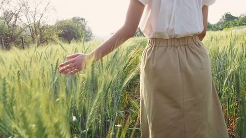 Woman walking through barley field and touching wheat in a sunset light. Slow motion.