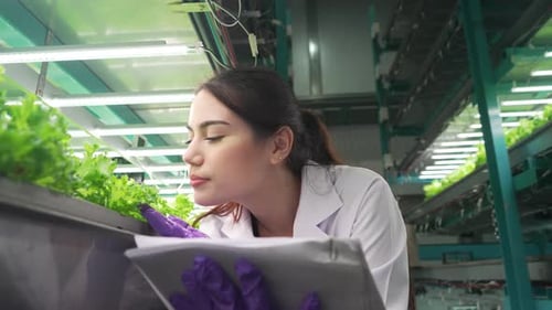 Woman Scientist Examining Hydroponic Lettuce in a Lab