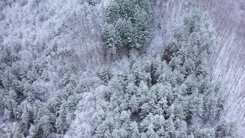 Aerial view of winter landscape with trees covered in snow