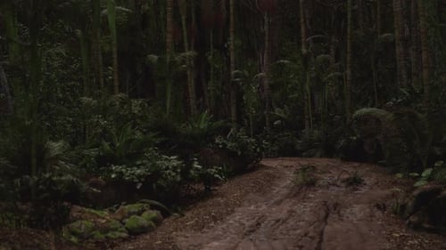 Dark Forest Path Surrounded By Dense Greenery in a Tropical Jungle