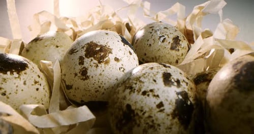 TOP VIEWClose Up of Quail Eggs in Straw Nest