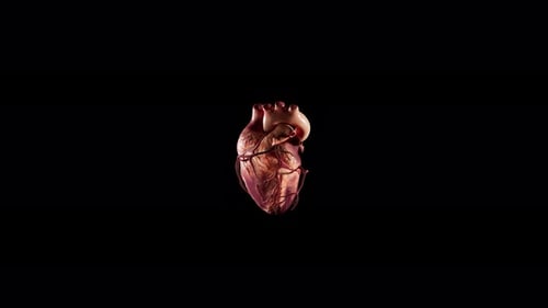 Pulsating Anatomical Human Heart Model for Medical Concepts