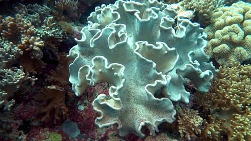 Toadstool coral grows on a healthy coral reef in Indonesia.