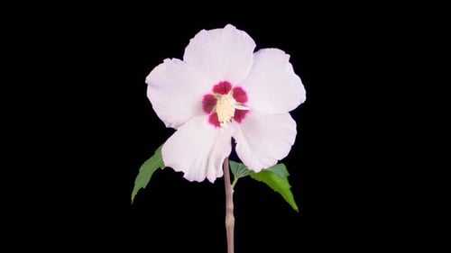 Time Lapse of a White Flower Blooming