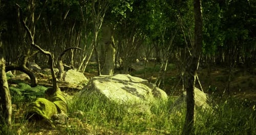 Exploring a Serene Forest Landscape with Vibrant Greenery and Rocky Formation