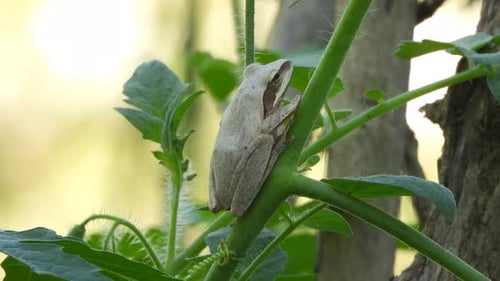 Springender Frosch entspannt sich am Stock.
