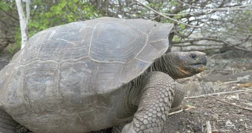 Galapagos Giant Turtle