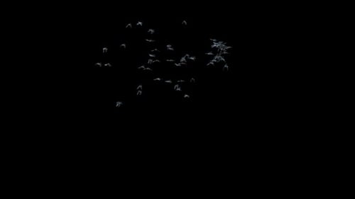 Flying Bats Swarm With Alpha Channel