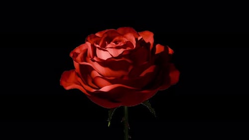 Blooming Roses on a Transparent Background