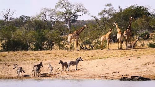 Giraffe and plains zebras in Kruger National park, South Africa