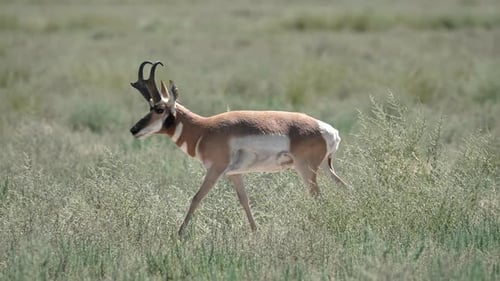 Pronghorn walking through the Utah desert