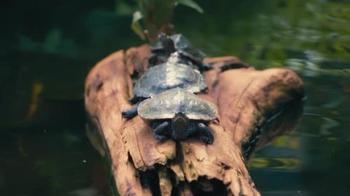 A group of pond turtles resting on a wooden log in a pond
