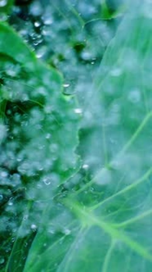 Closeup of Water Droplets Glistening on Green Leaves in a Lush Environment During a Rainy Day