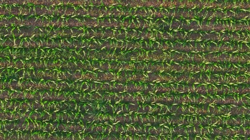 Drone Over Cornfield 4k
