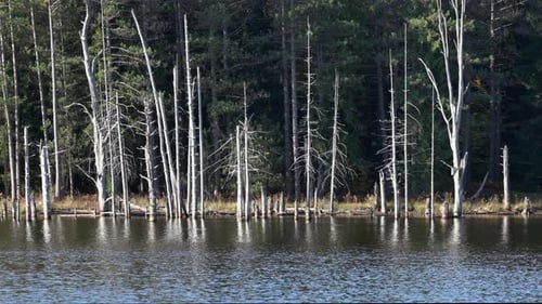 Viele abgestorbene Bäume am Rande eines Sees in den Wildnisregionen.