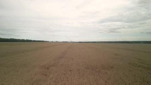 Wheat field aerial view in Ukraine
