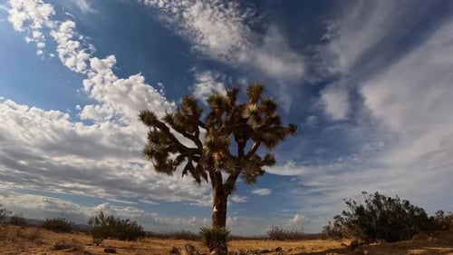 Dynamic motion of clouds flowing in different directions over a Joshua tree in the Mojave Desert - t
