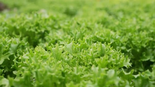 Growing Eco Plants Lettuce Salad Batavia Plantation in Hydroponic Conditions