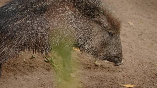Closeup View of the Black Wild Boar Eating Grass in the Filed in Tanzania