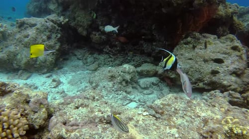 Different species of tropical fish swimming together near underwater coral reef rock formation.
