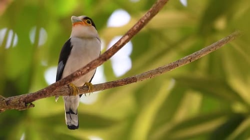 Der Silberbrust-Breitschnabel ist in Thailand ein berühmter Vogel, sowohl lokal als auch international; komisch und