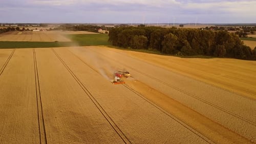 Harvesters and Tractor with Trailer Harvesting Wheat Field Combines Collecting Ripe Crops