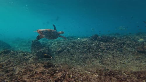Sea Turtle Swims Underwater on the Reef