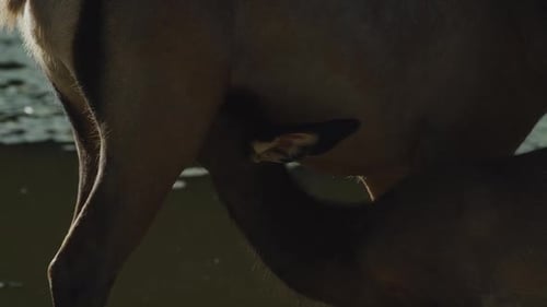 Canadian Wildlife - Baby deer suckling on mother close up