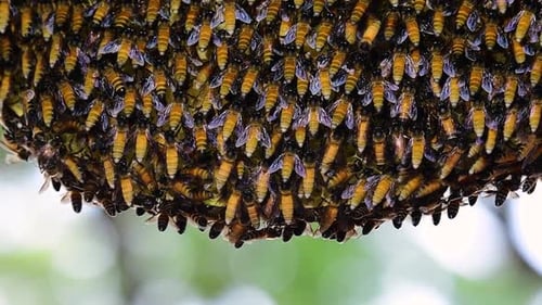 Riesenhonigbienen sind dafür bekannt, große Nestkolonien mit symmetrischen Taschen aus Wachs zu bauen für