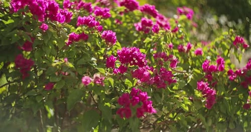 Bougainvillea Bush Displaying Vibrant Pink Flowers