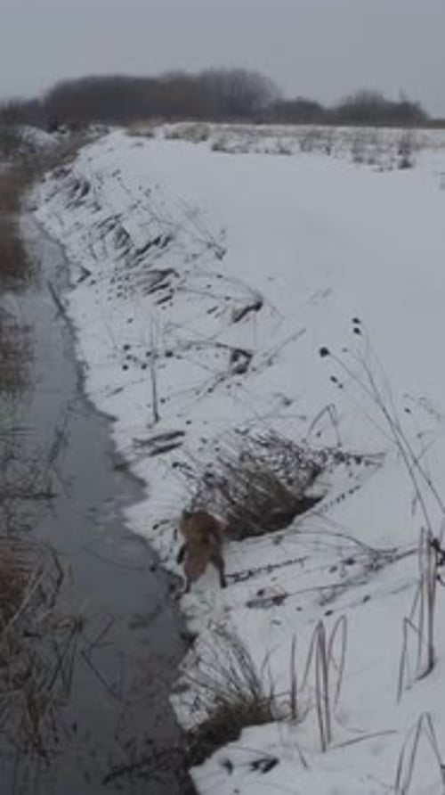 Vertical View Of Fox, Wildlife in Deep Forest