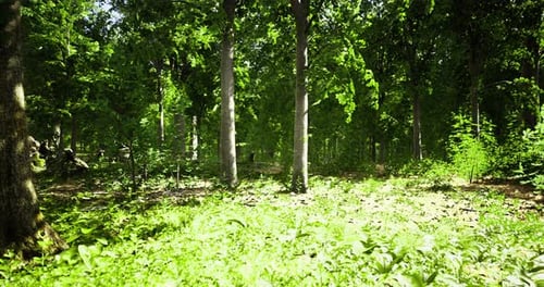 Lush Green Forest with Tall Trees and Vibrant Undergrowth During Daylight