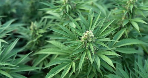 Close up view leave of cannabis or Marijuana moving with wind