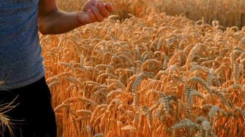 A Farmer in a Field of Wheat Checks Selective Focus