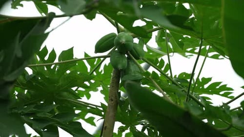 Green Papaya Fruits Growing on a Tree Tropical Tree Concept