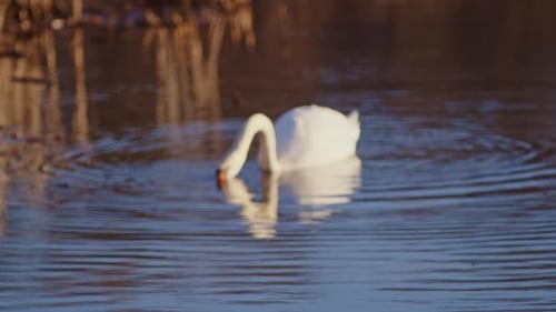 Mise au point au ralenti d'un cygne en train de se nourrir à l'aube