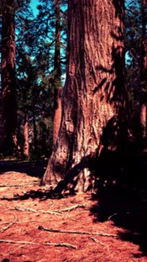 Classic View of Famous Giant Sequoia Trees