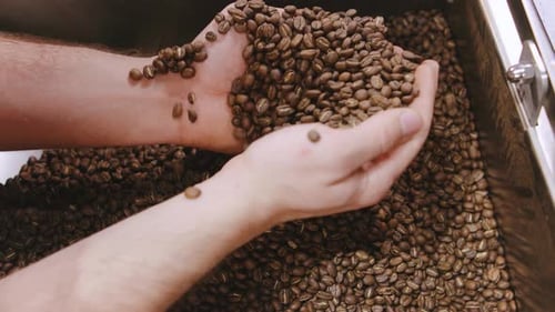 Barista Showing Freshly Roasted Coffee Beans in Hands Inside Cafe During Morning Rush Hours While