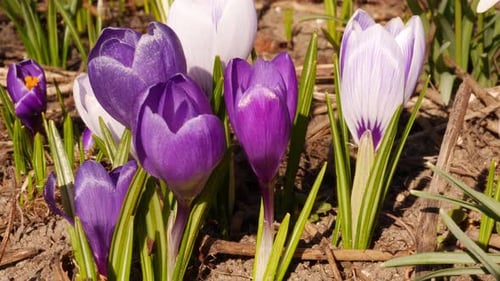Spring Flowers Close up Crocuses and Snowdrops