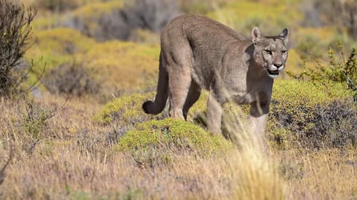 Powerful Cougar Walking Through Sunny Wilderness Area