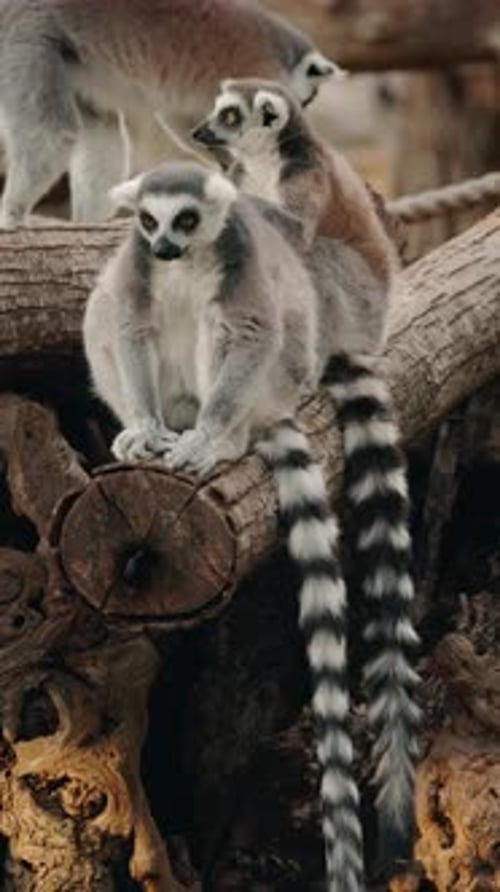 Group of Ringtailed Lemurs Sitting on a Tree Trunk with Long Striped Tails Hanging Down