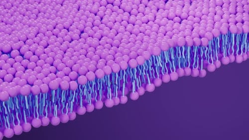 Phospholipid Bilayer Cell Membrane Scientific Animation