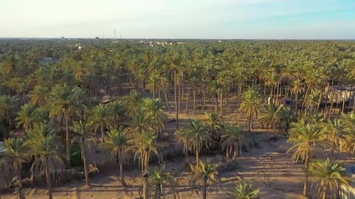 An aerial view of palm plantations in a village in Iraq Dates industry