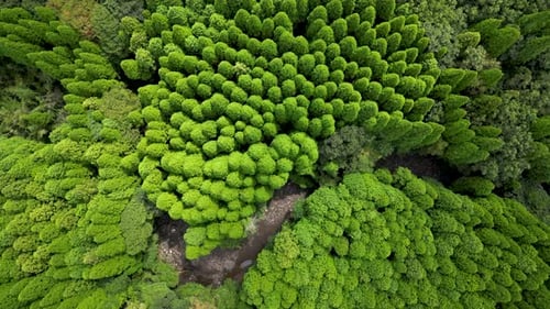 Birds eye view drone over small river running through lush green forest